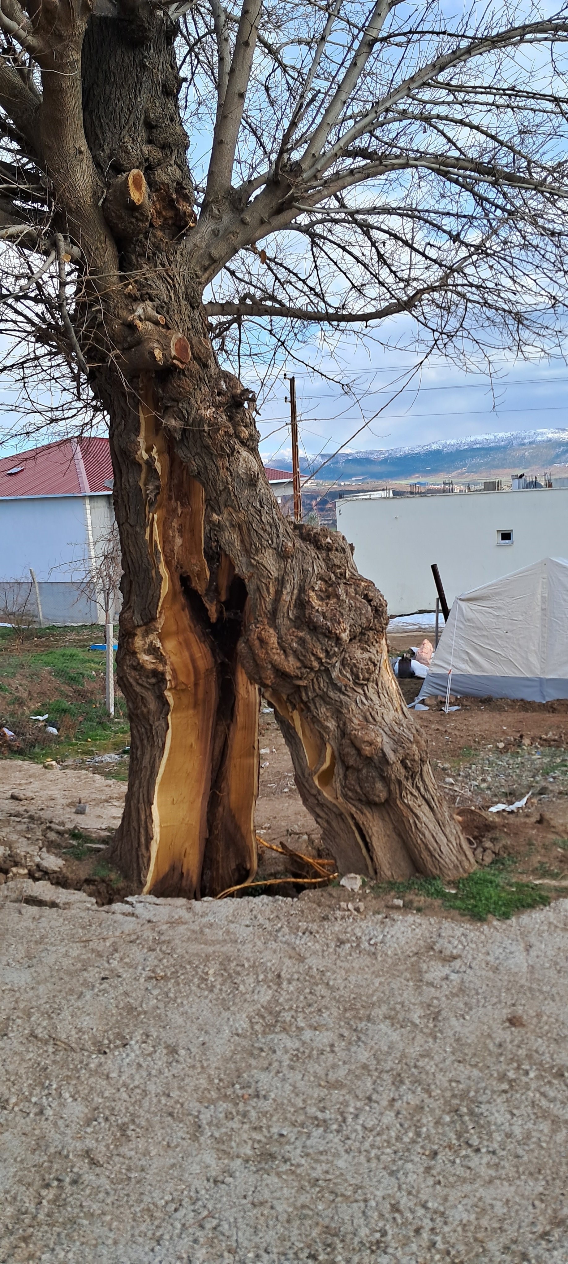 Yaşanan depremde ağaç ikiye bölündü
