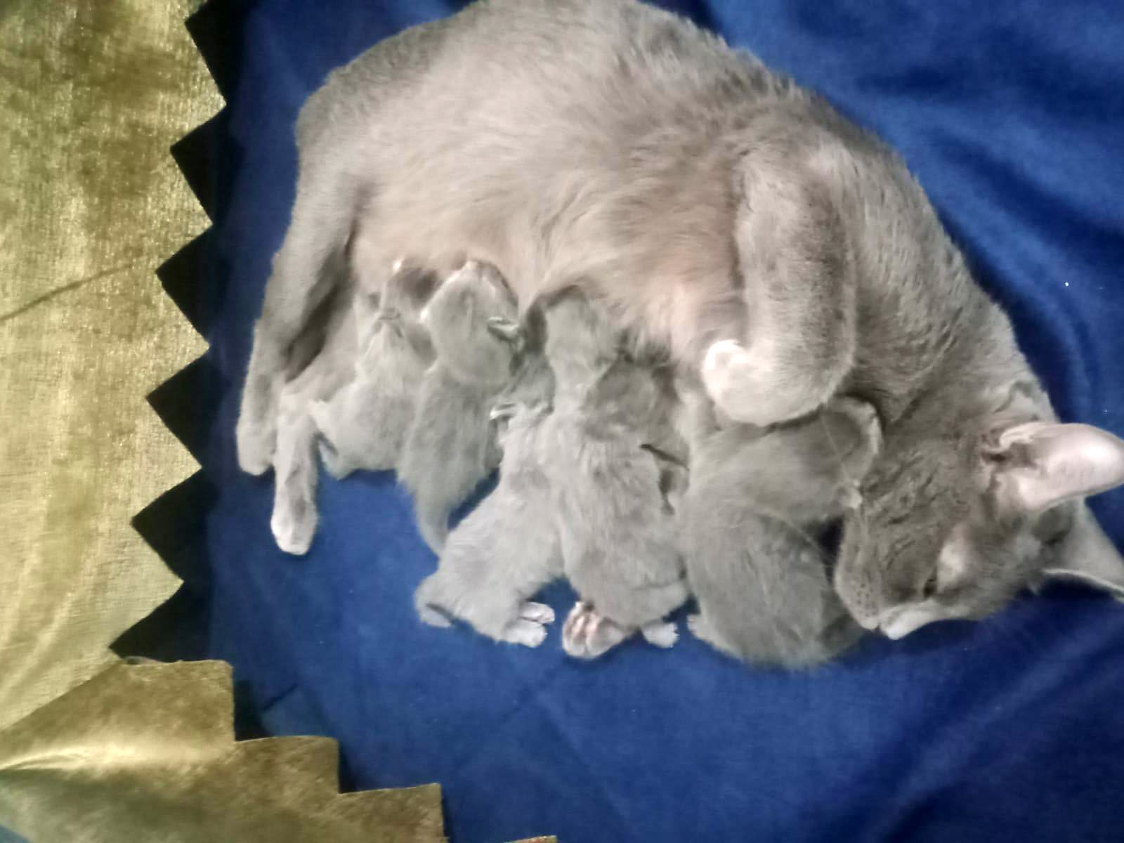 Deprem gecesi doğum yapan kedi 5 yavrusunu bırakmadı