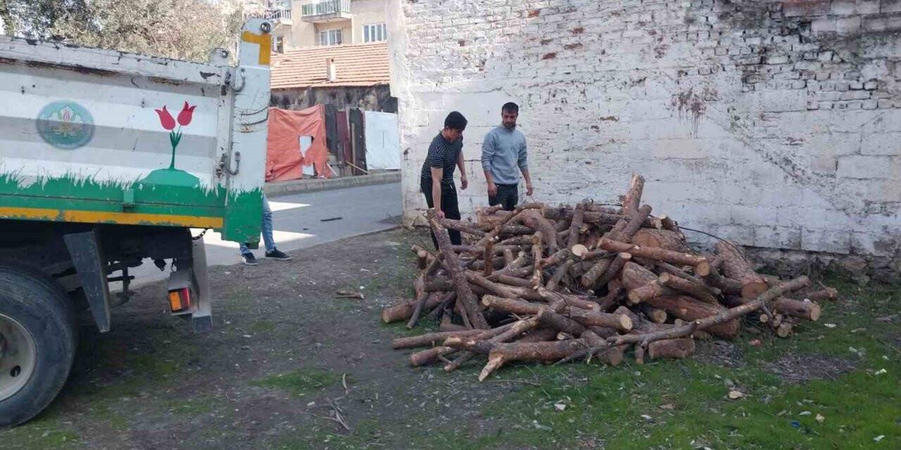 Manisa’da budanan ağaçlar depremzedeleri ısıtacak