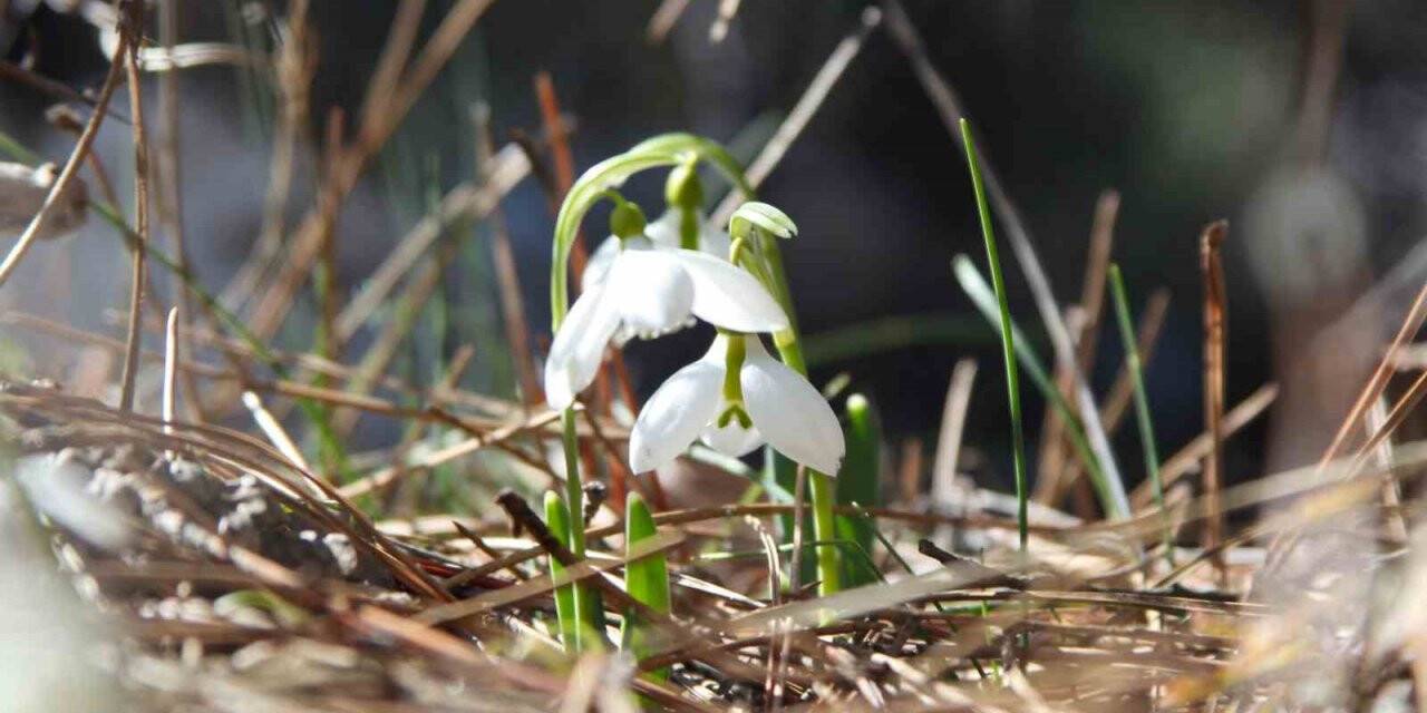 Bu çiçeği koparmanın cezası 244 bin 315 TL