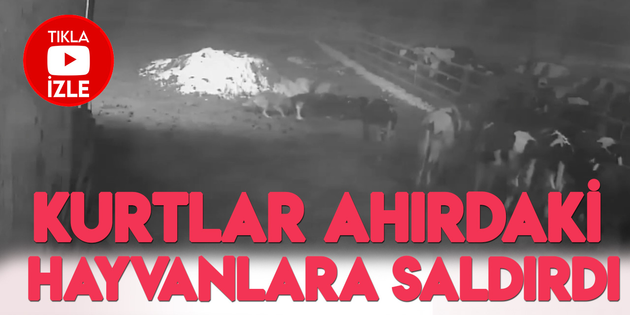 Konya'da çiftliğe giren kurt sürüsünün görüntüleri güvenlik kameralarına yansıdı