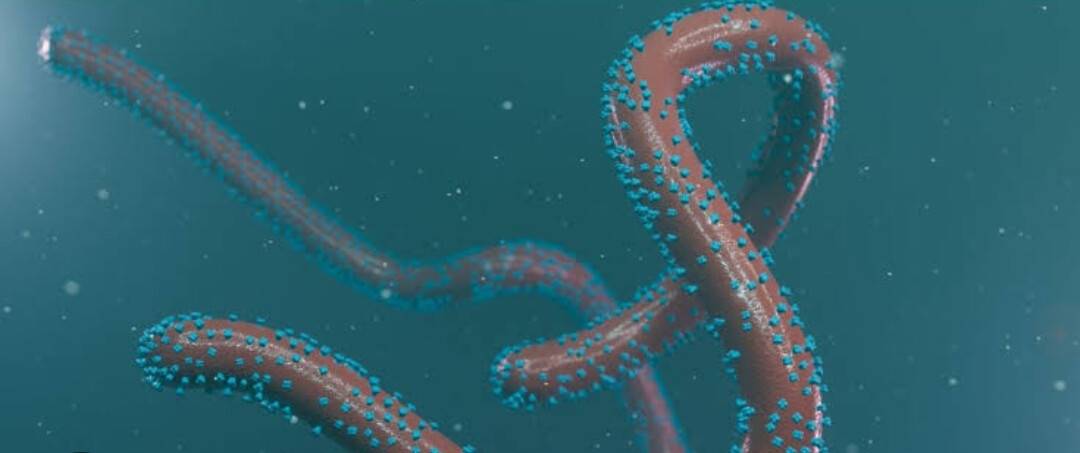 Marburg virüsü 2 canı hayattan kopardı