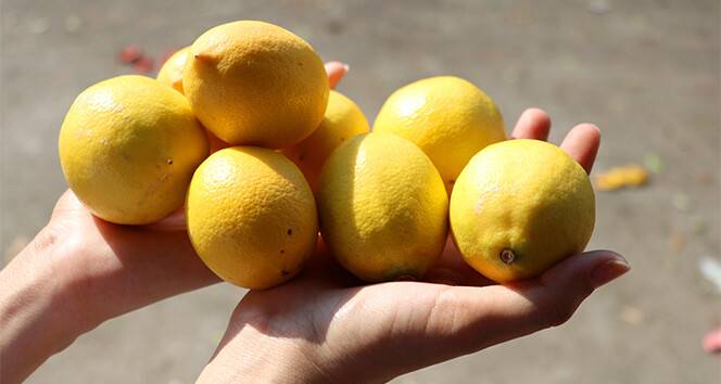 Limonun faydaları