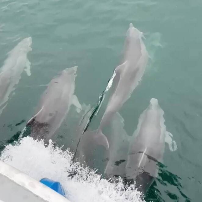 Yunus balıkları kayıkla yarıştı