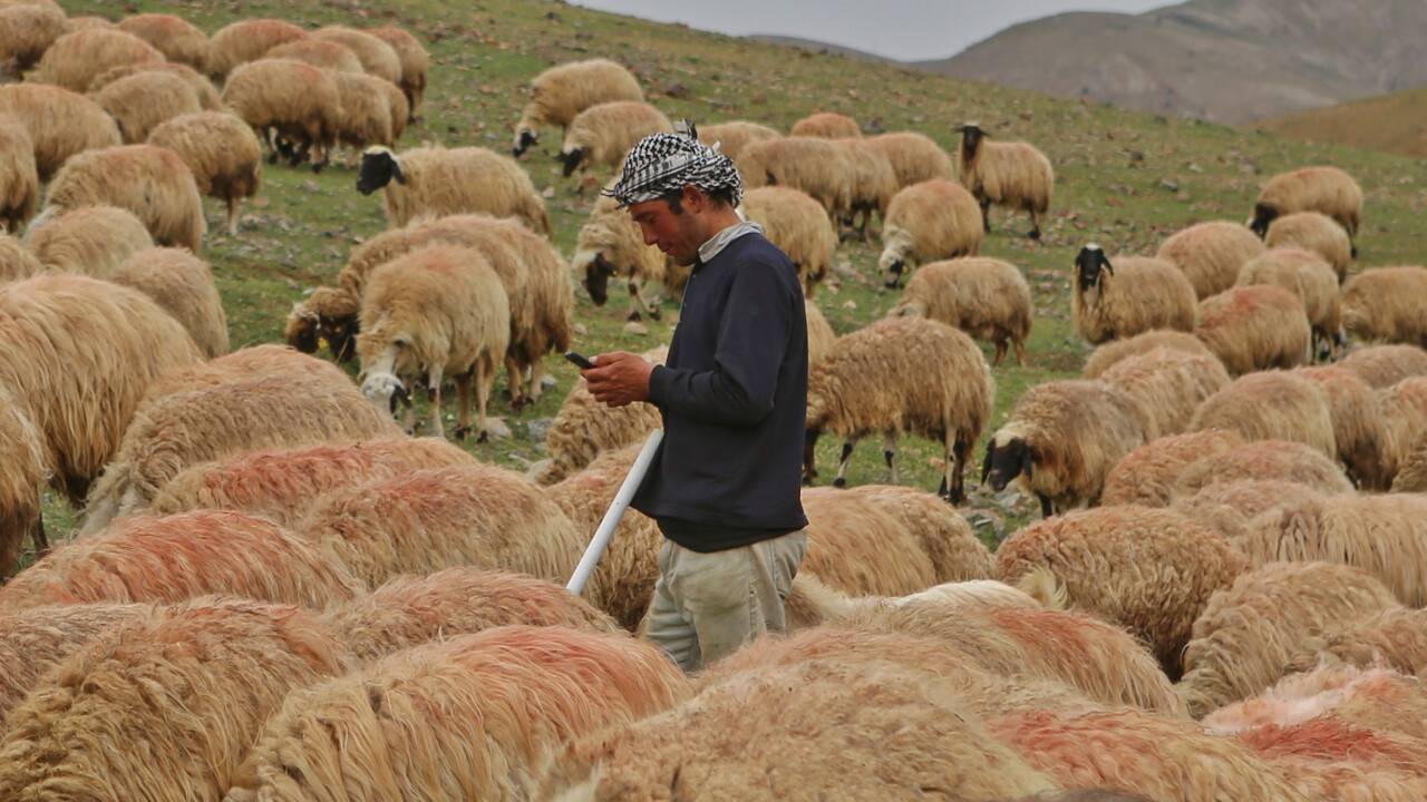 “AFGAN ÇOBANLAR AFAKİ MAAŞ İSTİYOR”