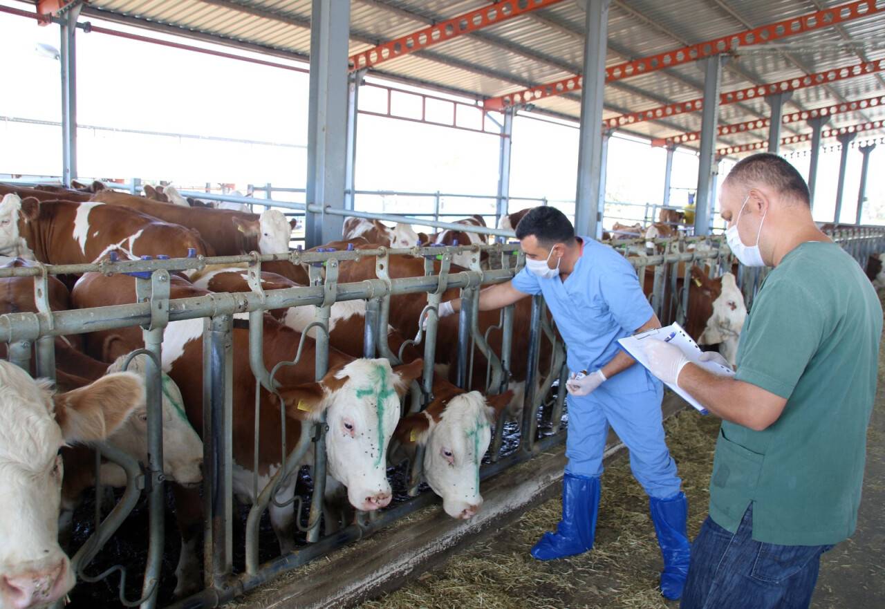 Çiftçiye şap aşısı uyarısı