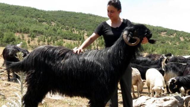 Dev Keçi Türü Araştırılıyor
