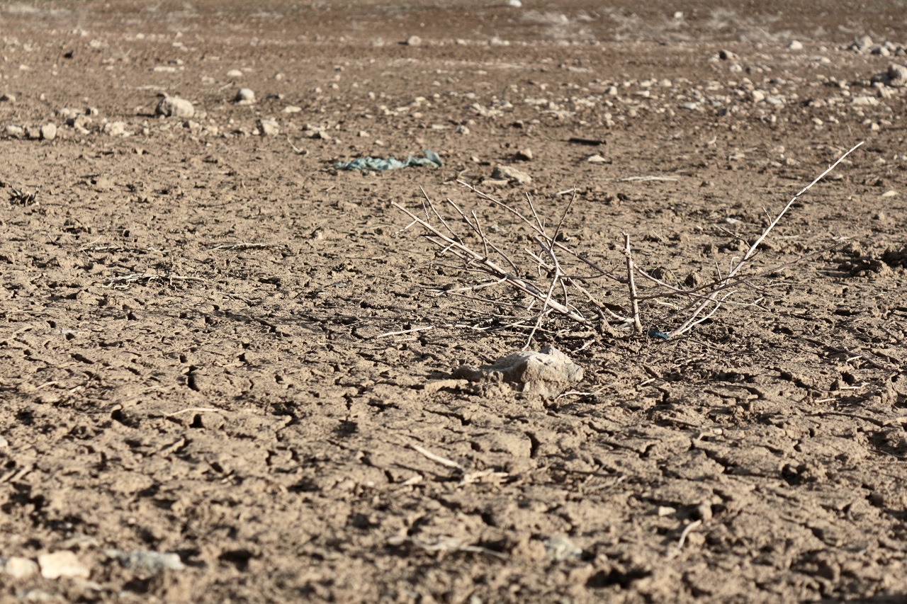 Olağanüstü kuraklık seviyesindeki Konya Ovası'nda çiftçilerin umudu bahar yağışında