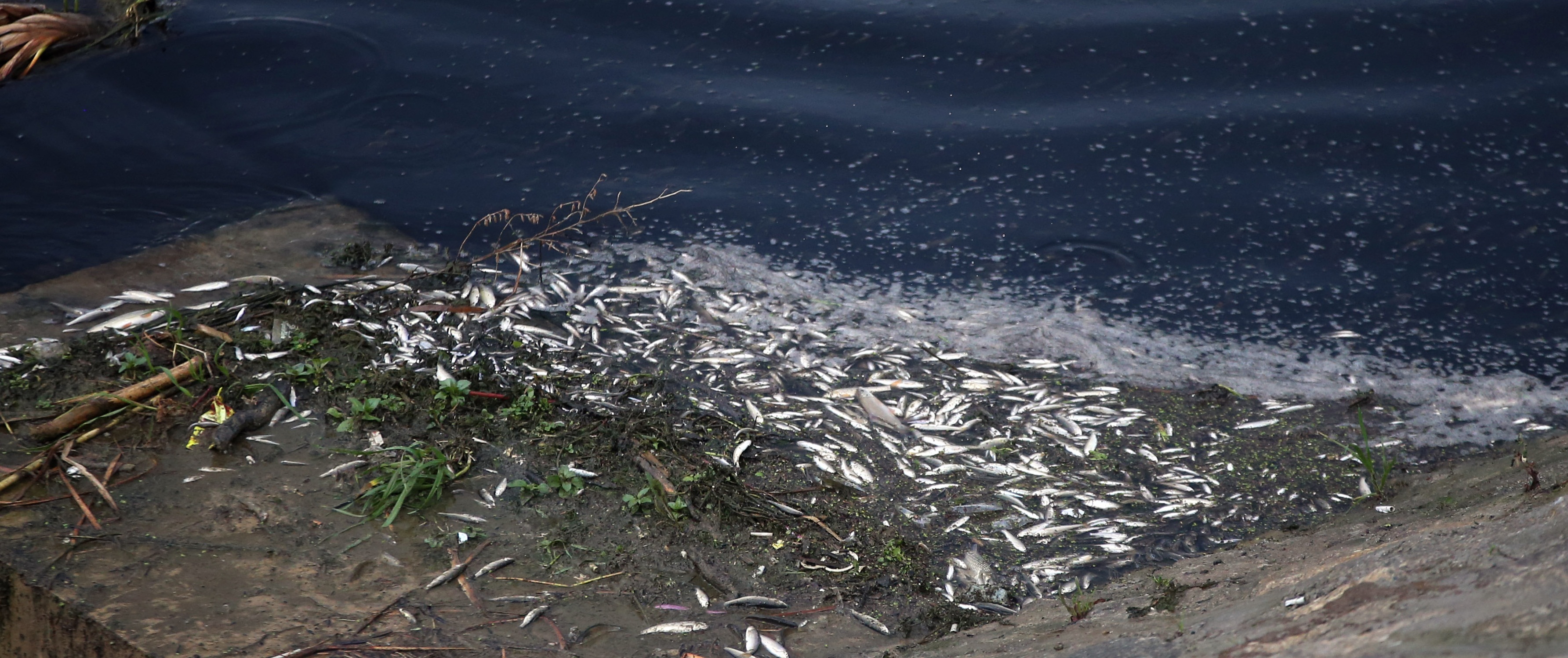 Toplu balık ölümleri merak uyandırdı