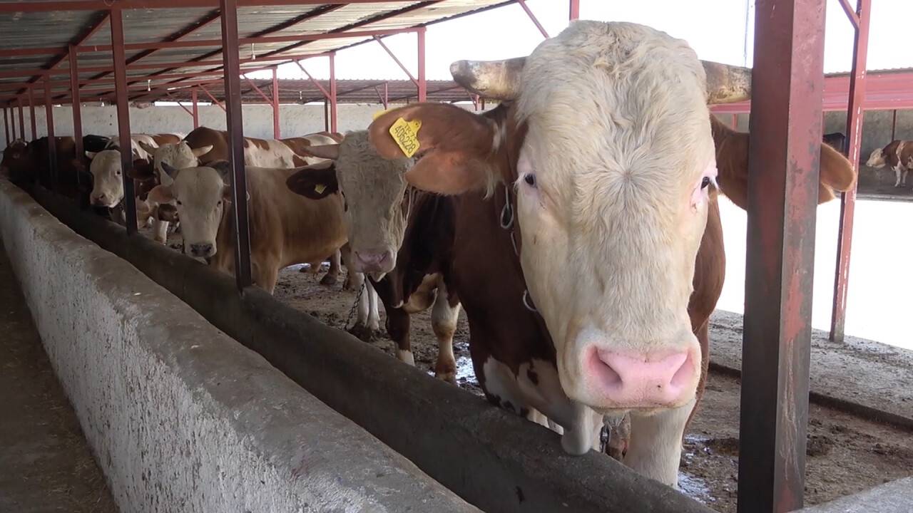 Uzmanından şap uyarısı