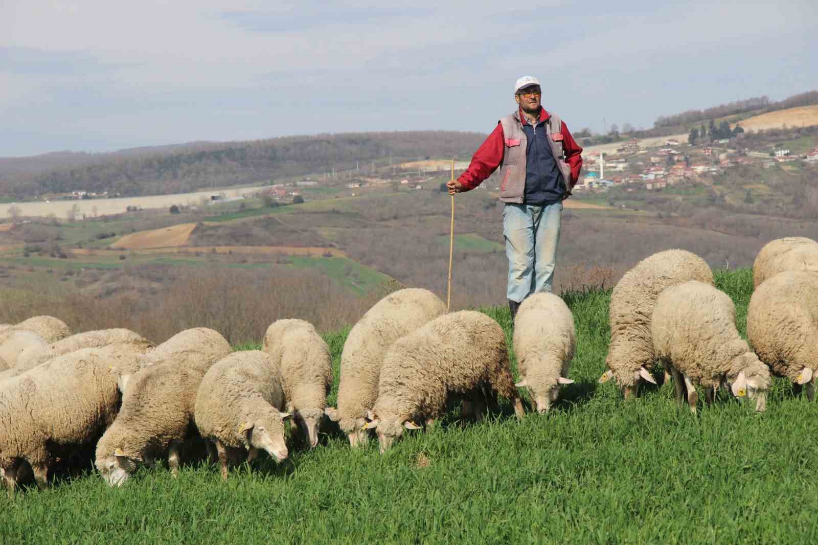 55 yaşında çobanlık yapmaya başladı