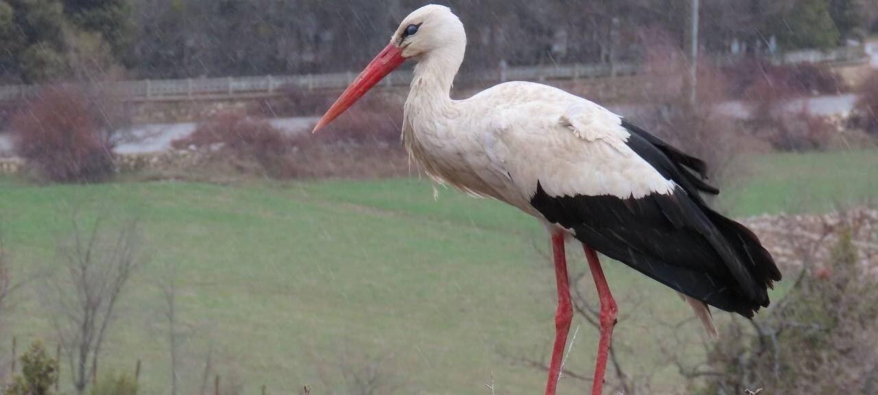Baharın müjdecileri leylekler vadisine gelmeye başladı