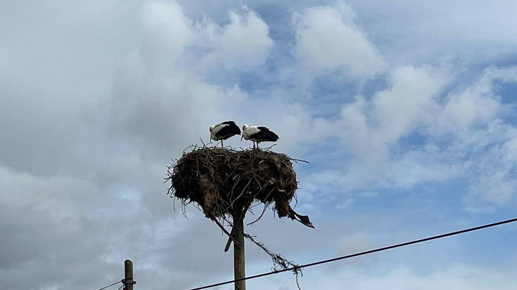 Yuvalarına döndüler