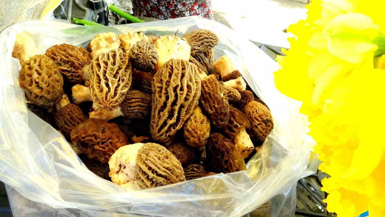 Mahallenin geçim kaynağı oldu: Fiyatı altınla yarışıyor