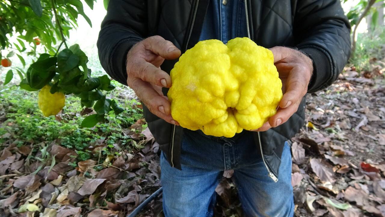 Sıra dışı büyüklükte bergamot yetiştirdi