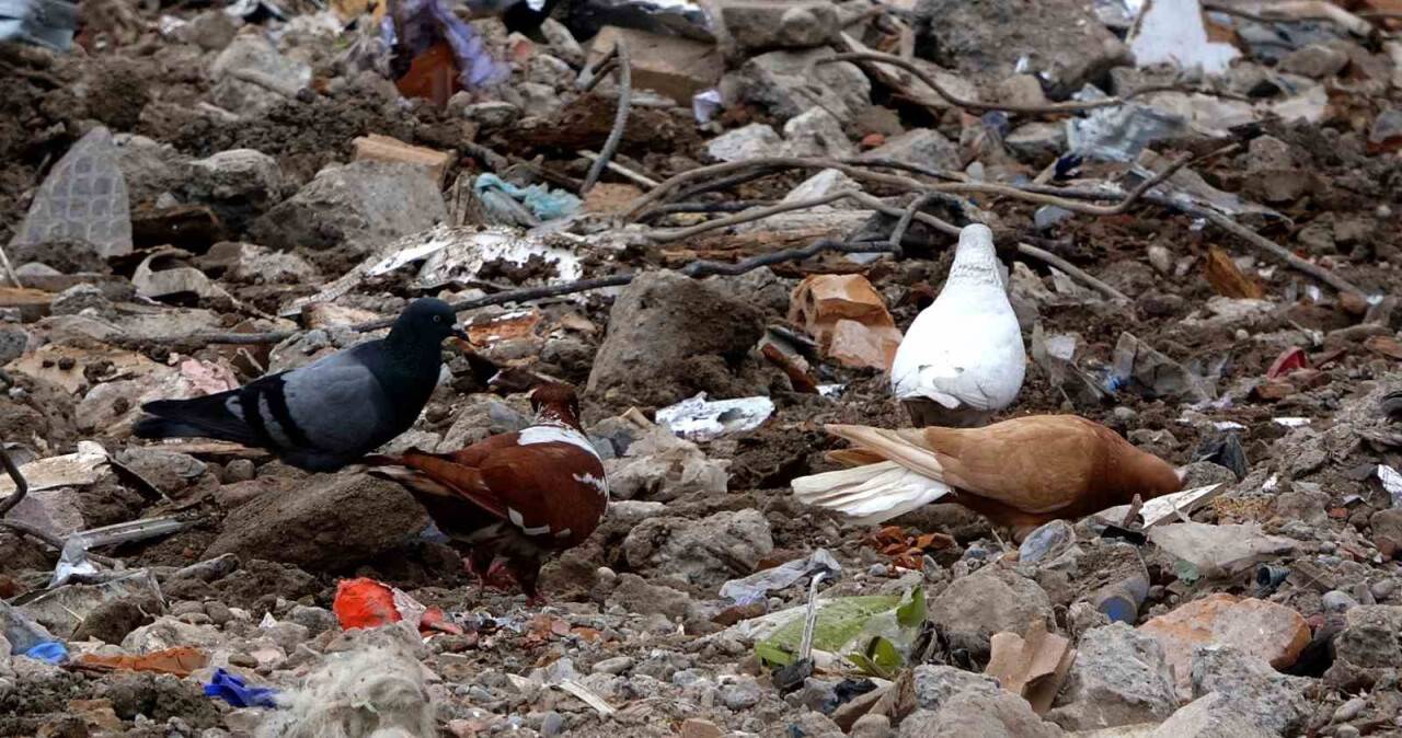 Sahipsiz kalan cins güvercinler deprem enkazında yem aradı