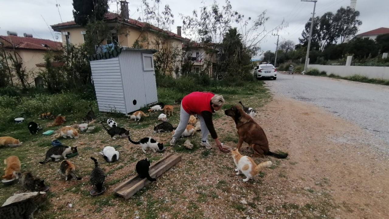 Rus gelin, yalnız başına 250 kediyi sahiplendi