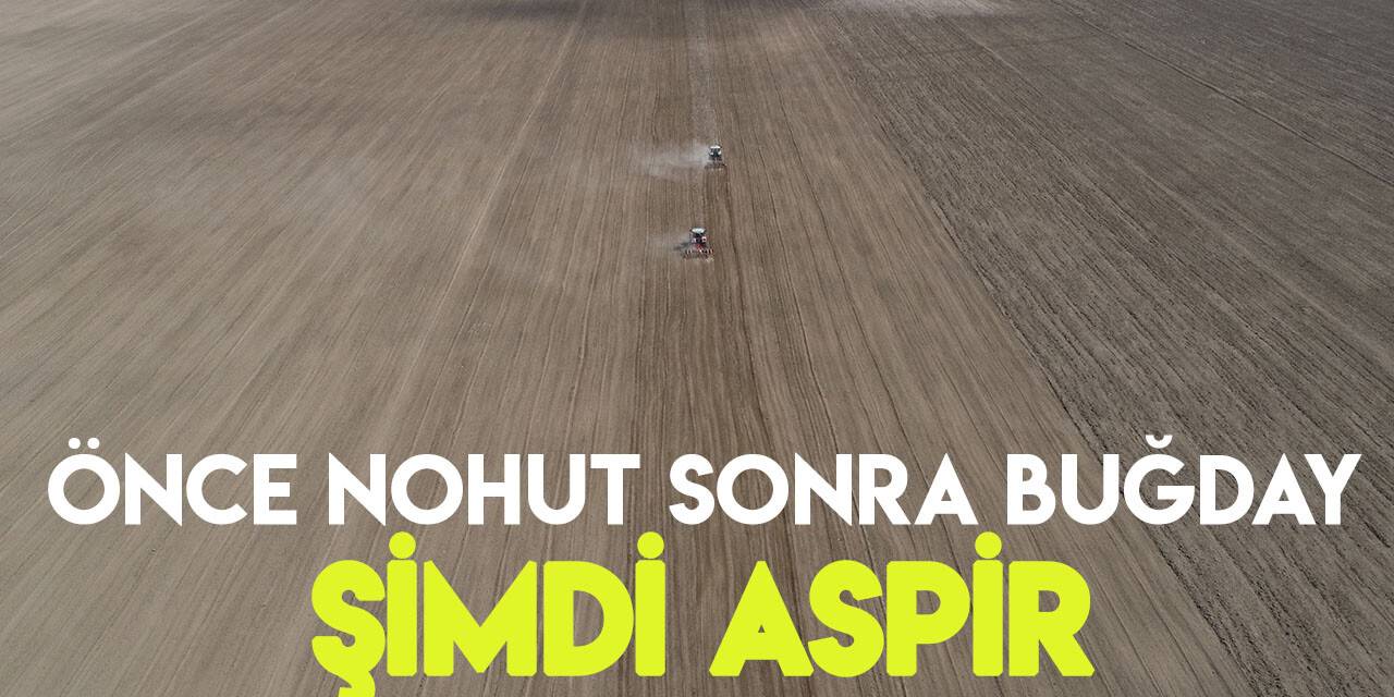 Konya Büyükşehir 800 bin metrekarelik araziye aspir bitkisi ekti