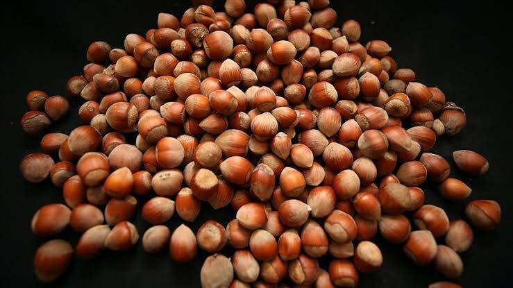 Fındıkta ciddi rekolte kaybı yaşanabilir