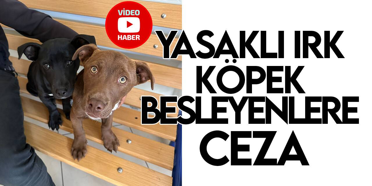 Konya'da yasaklı ırk köpek besleyenlere ceza yağdı