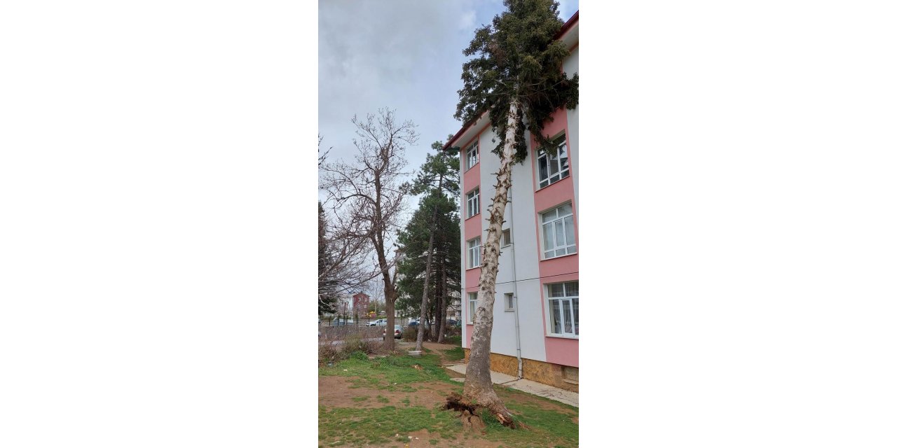 Seydişehir'de şiddetli rüzgar ağacı kökünden söktü