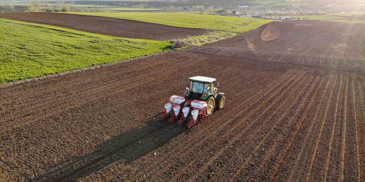 Edirne’de ayçiçeği ekim mesaisi başladı