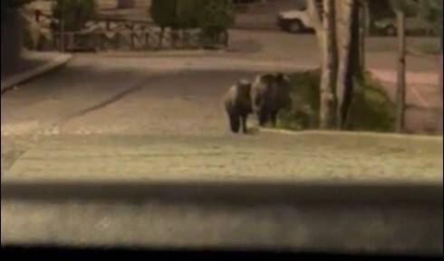 Konya’da aç kalan domuzlar şehre indi