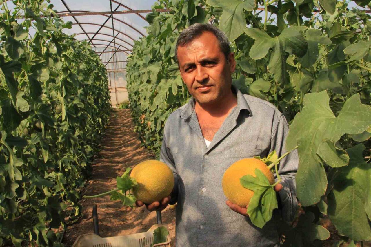 Havalar ılık gitti, üreticinin yüzü güldü