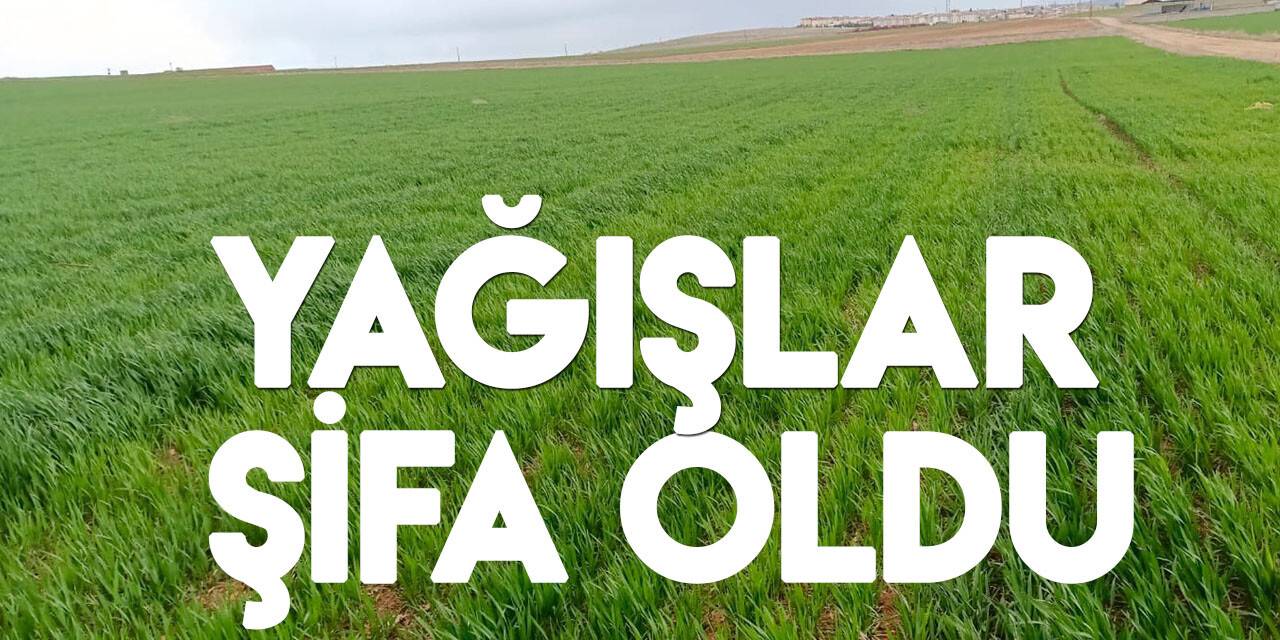 Uzman isim açıkladı! Konya Ovası'nda mart yağışları kuraklık riskini nasıl etkiledi?