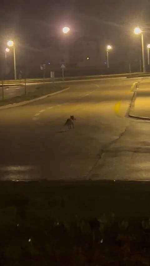 Aç kalan tilki  sokağa indi