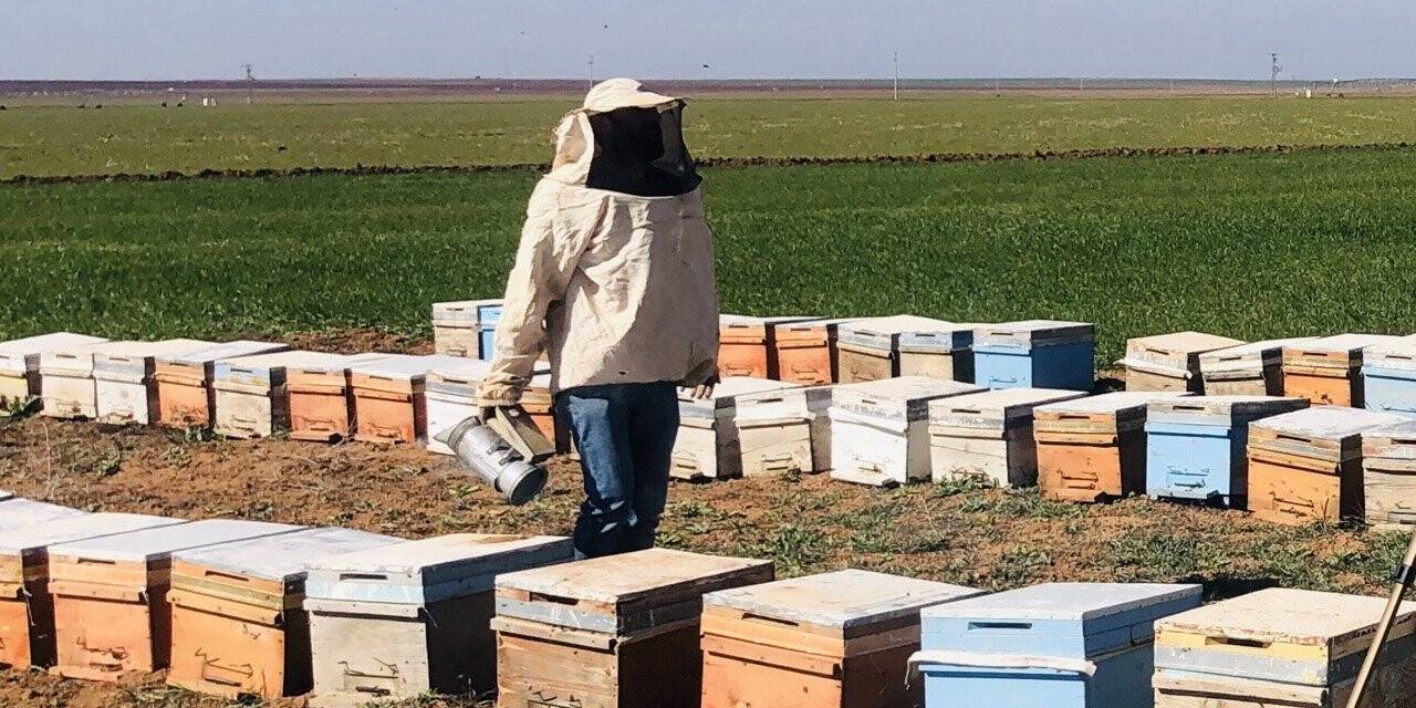 Bahar yağmurları arıcıların yüzünü güldürdü