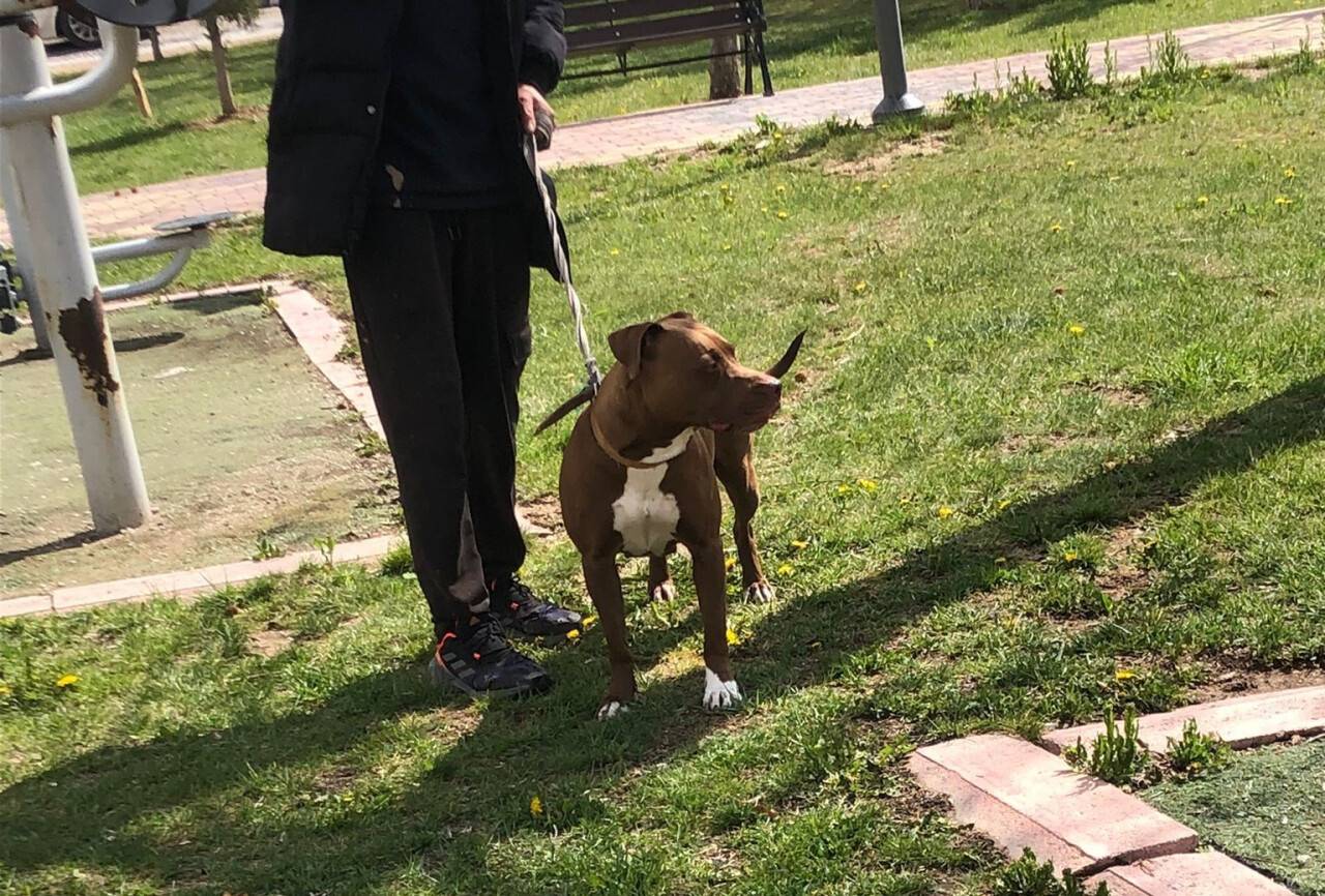 Konya'da yasaklı ırk köpeği maskesiz gezdiren şahsa ceza!