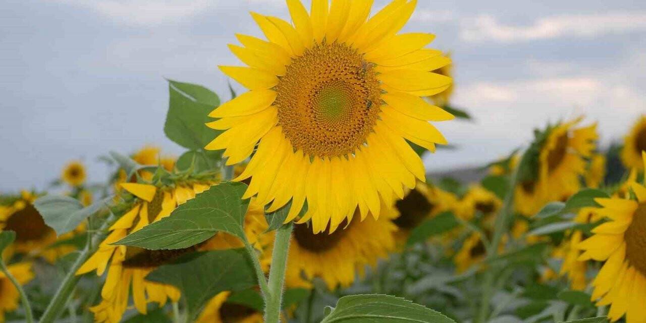 KARADENİZBİRLİK’ten üreticiye 80 milyon liralık destek