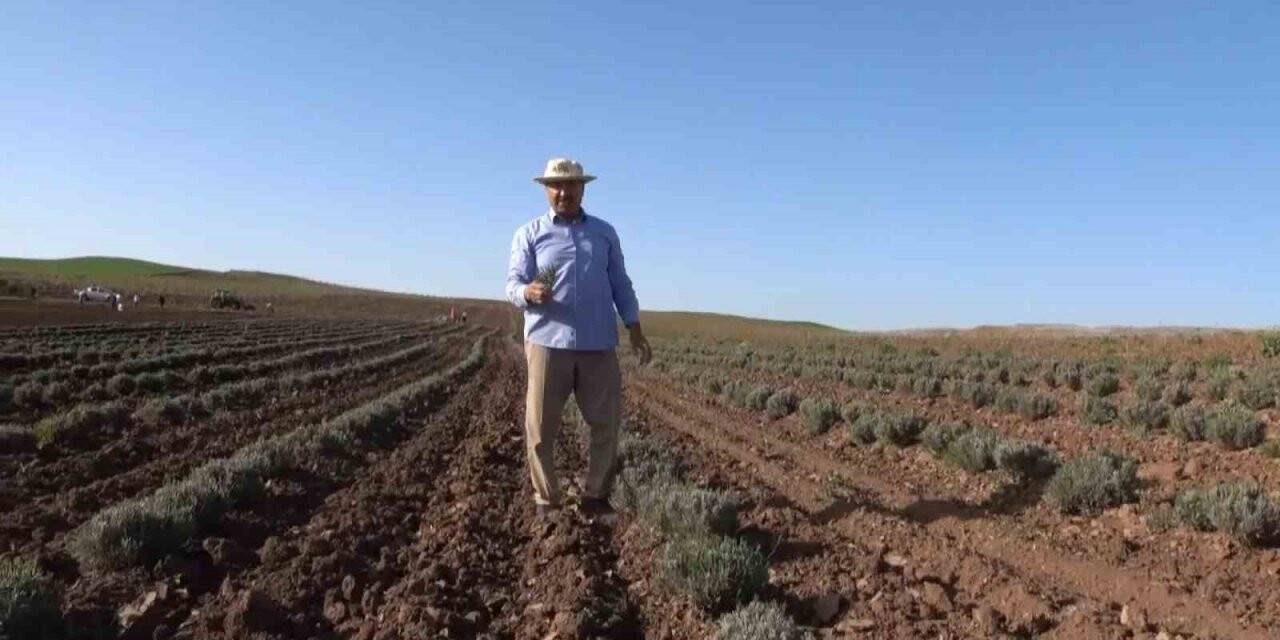 Yağışlar çiftçinin yüzünü güldürdü: Ürünlerde rekolte kırılması bekleniyor