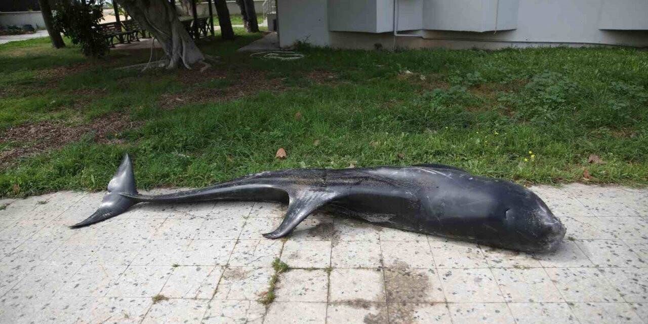 Mersin’de dev yunus balığı ölü olarak karaya vurdu