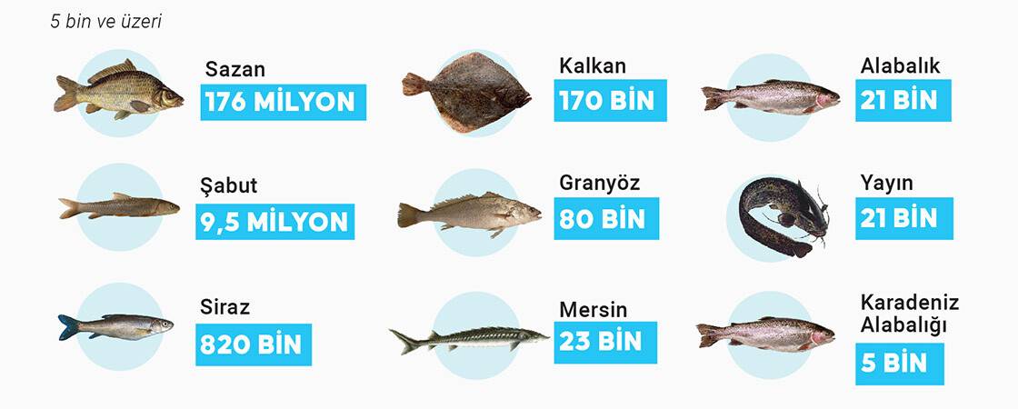 Cumhuriyetin 100. yılında 100 milyon yavru balık kaynaklara bırakılacak