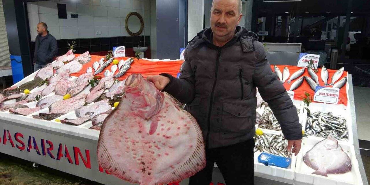 Karadeniz’de kalkan bolluğu: Kilosu 600 liradan satılıyor