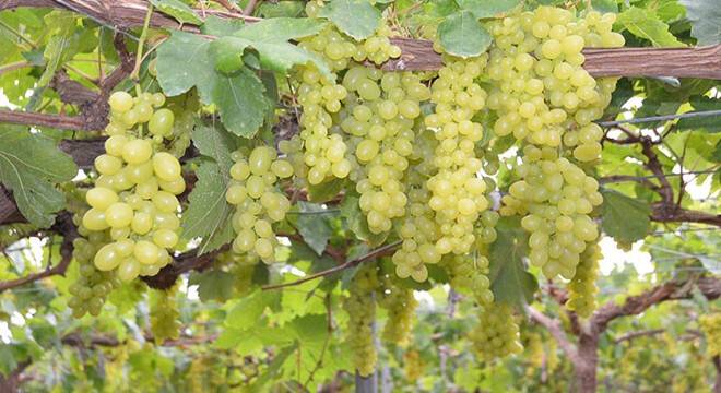 Turfanda üzüm çıktı, ilk siparişler Ortadoğu ve Rusya’dan