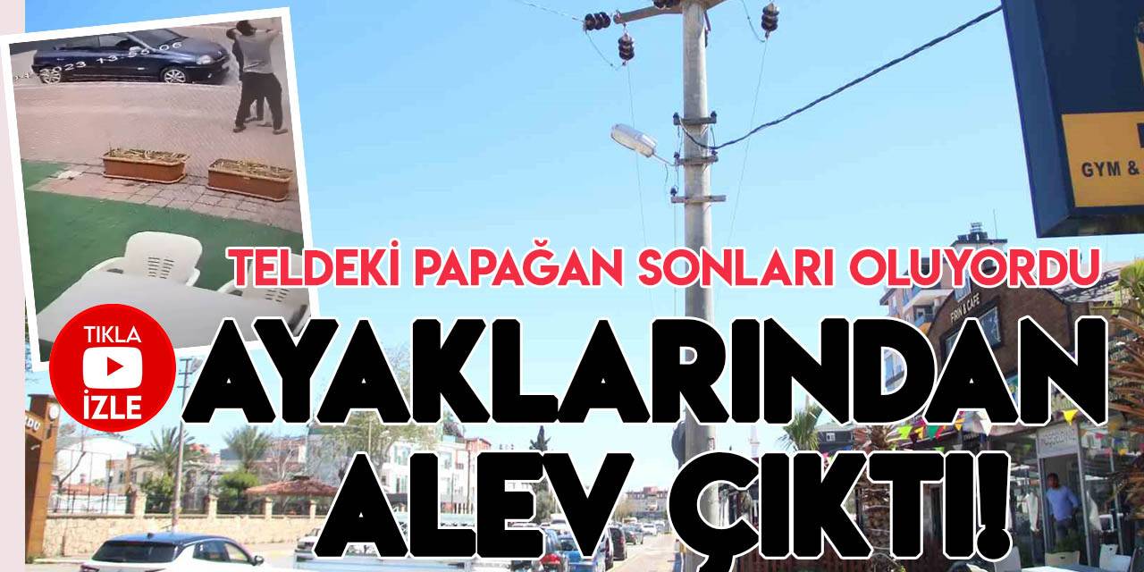 Elektrik telindeki papağan gençlerin az daha sonu oluyordu: Alev ayaklarındançıktı!