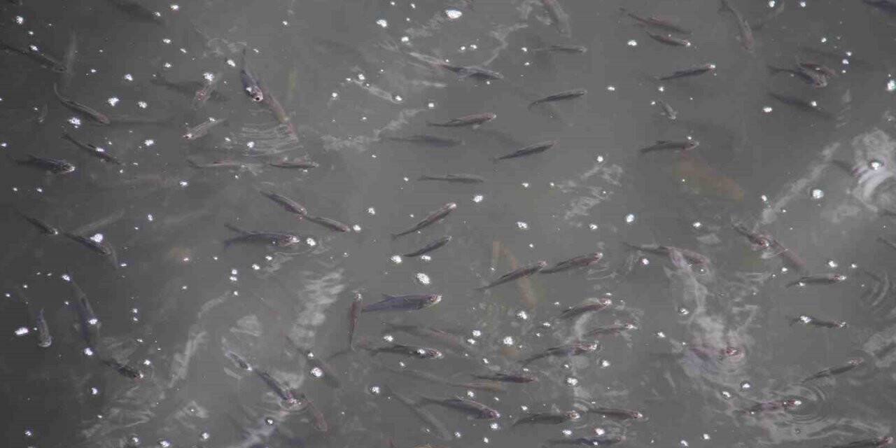 Beyşehir Gölü kıyısında su yüzeyine çıkan yavru balıklar görenlerin ilgisini çekiyor