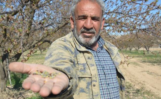 Kayısıları don vurdu, üretici zor durumda kaldı