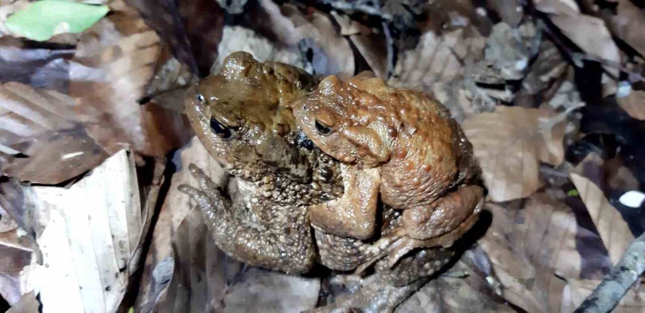 Sırtında yavrusuyla göle gitti