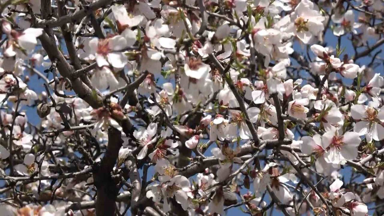 Badem ağaçları çiçek açtı