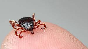 Uzmanı uyardı! Vücuda yapışan kenenin kafasının ezilmesi virüsü bulaştırıyor