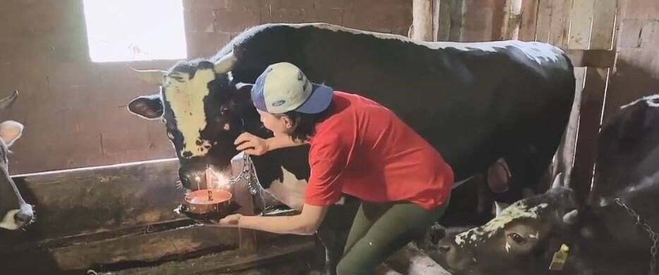 Fenomen boğasına doğum gününde  sürpriz yaptı