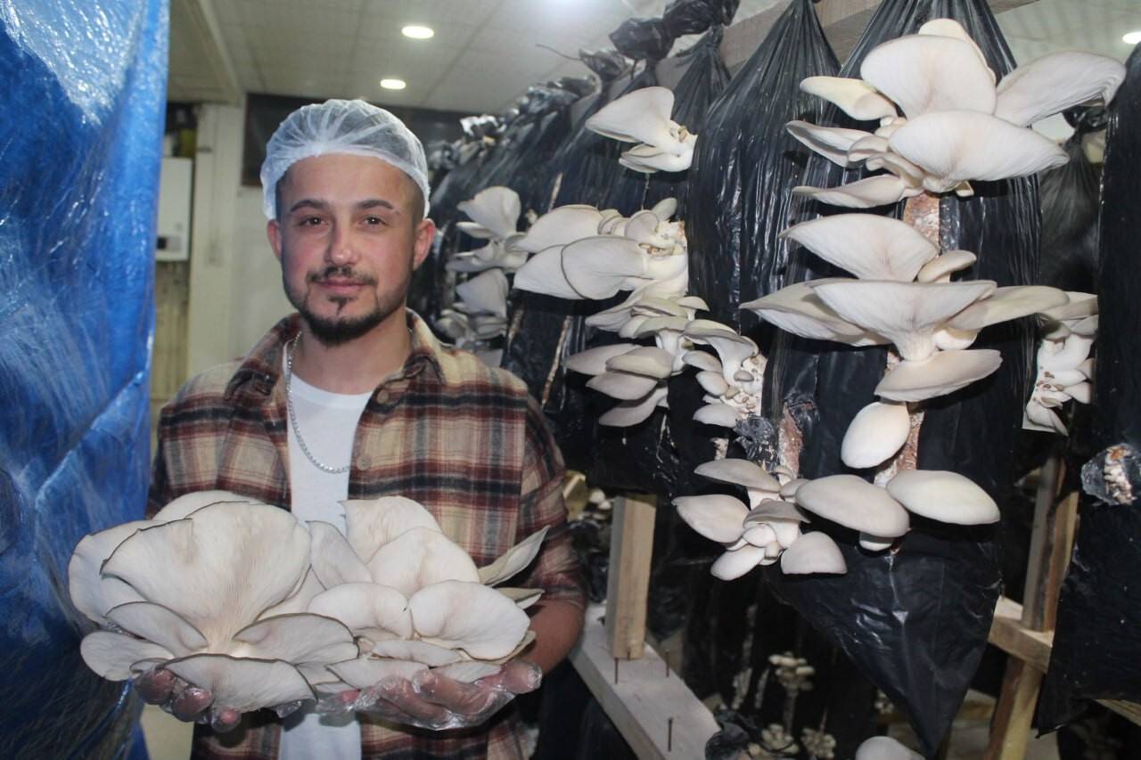 Tır şoförlüğünü bırakıp istiridye mantarı üretimine başladı