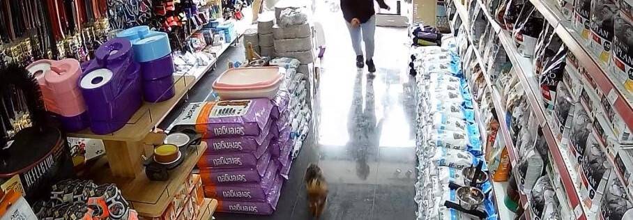 Şehrin ortasında ’Pitbull’ vahşeti