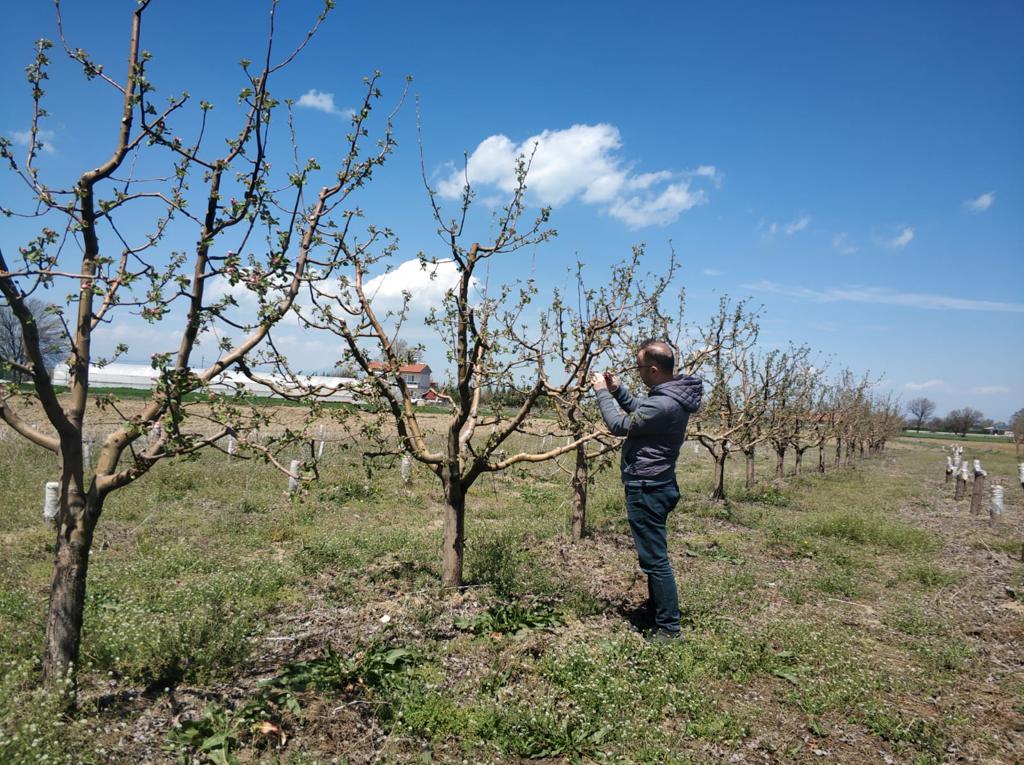 Beyşehir'de meyve bahçelerinde hastalık tespit çalışmaları