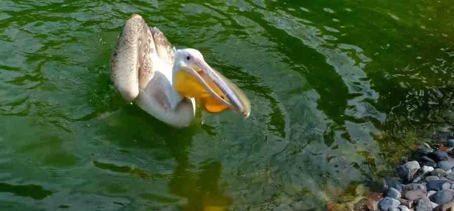 Pelikanın midesinden çıkan şok etti