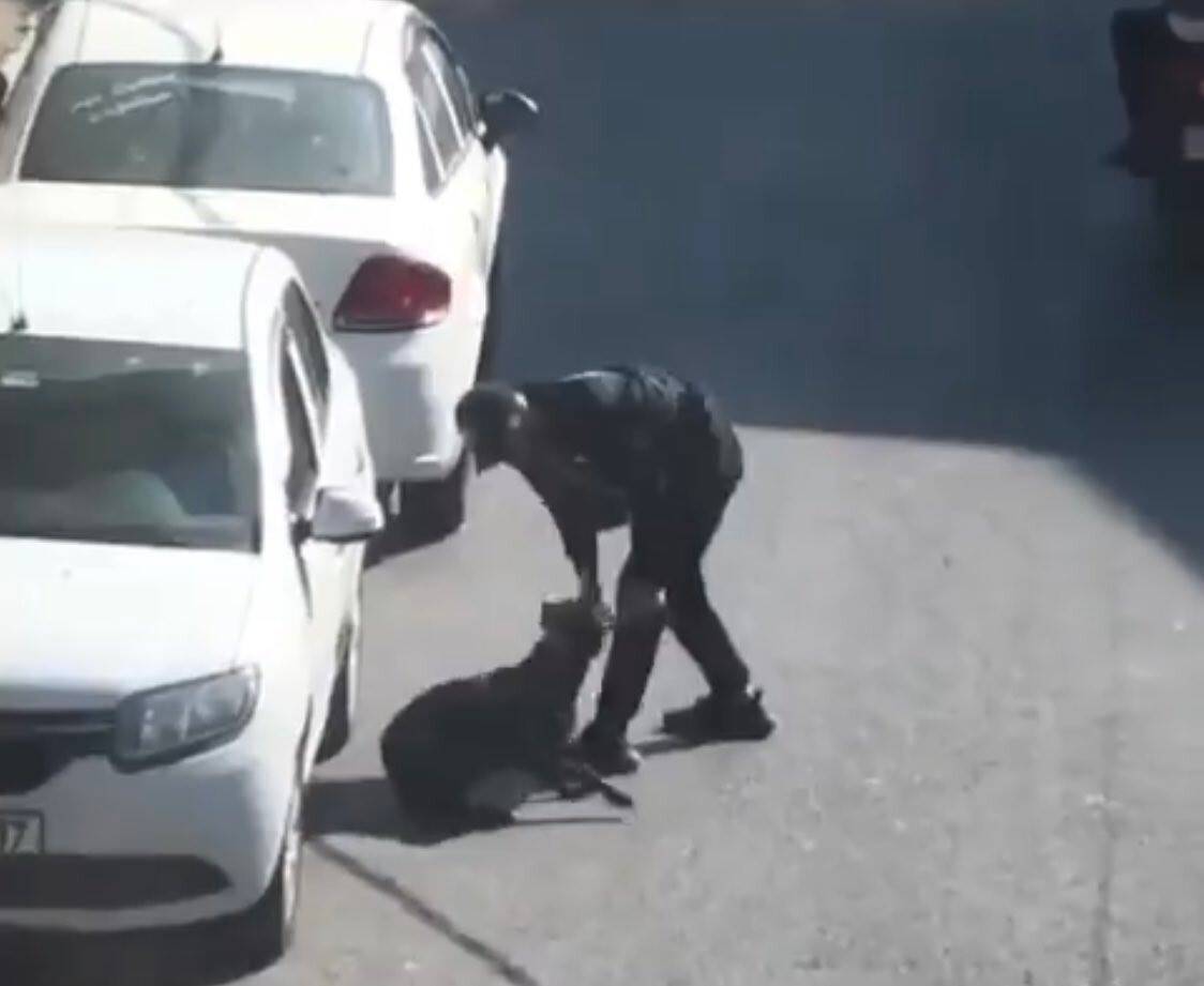 Köpeğe eziyet eden şahıs gözaltına alındı